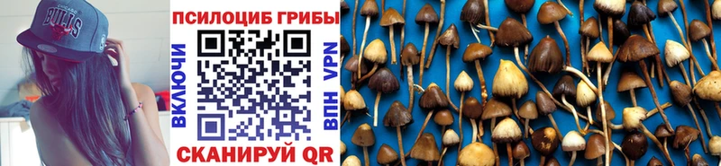 Псилоцибиновые грибы Psilocybe  Купить  Старица 